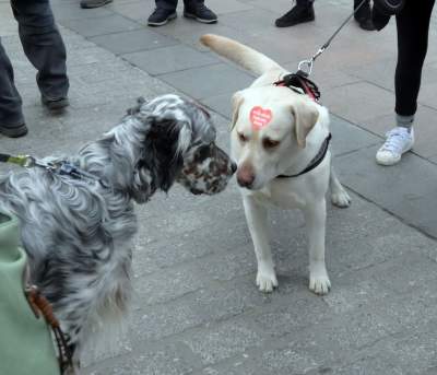 To więcęj niż kwesta, WOŚP 2023 na krakowskim Rynku, fot. Marek Lasyk - zdjęcie 13