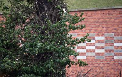 Trzy potężne drzewa pod Wawelem ścięte. Nie było innego wyjścia - zdjęcie 2