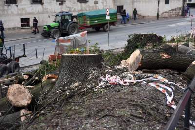 Trzy potężne drzewa pod Wawelem ścięte. Nie było innego wyjścia - zdjęcie 24