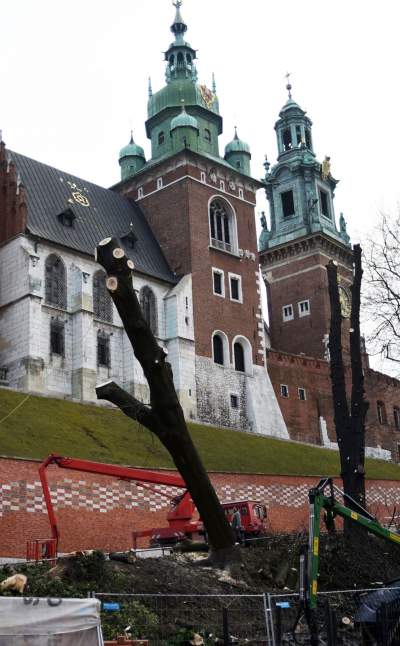Trzy potężne drzewa pod Wawelem ścięte. Nie było innego wyjścia - zdjęcie 16