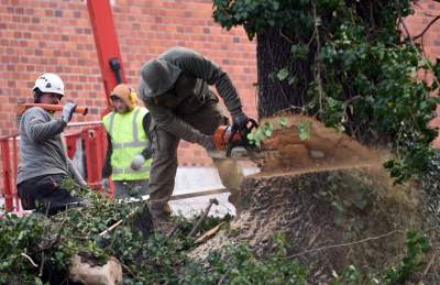 Trzy potężne drzewa pod Wawelem ścięte. Nie było innego wyjścia - zdjęcie 13