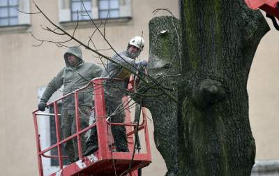 Trzy potężne drzewa pod Wawelem ścięte. Nie było innego wyjścia - zdjęcie 12
