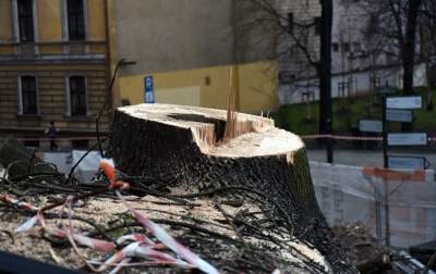 Trzy potężne drzewa pod Wawelem ścięte. Nie było innego wyjścia - zdjęcie 22