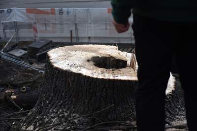 Trzy potężne drzewa pod Wawelem ścięte. Nie było innego wyjścia - zdjęcie 26