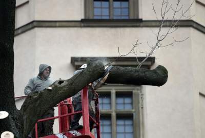Trzy potężne drzewa pod Wawelem ścięte. Nie było innego wyjścia - zdjęcie 8