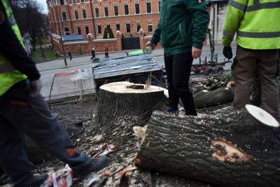 Trzy potężne drzewa pod Wawelem ścięte. Nie było innego wyjścia - zdjęcie 25