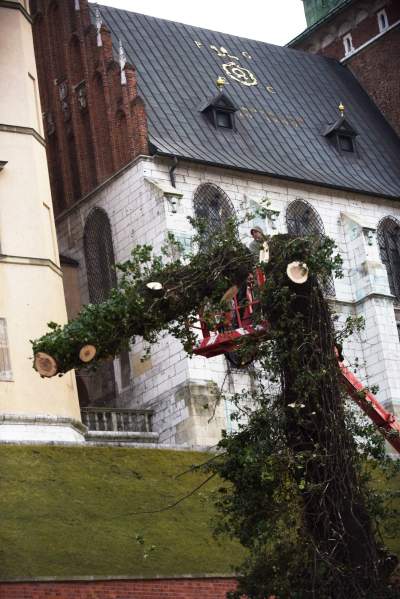 Trzy potężne drzewa pod Wawelem ścięte. Nie było innego wyjścia - zdjęcie 11