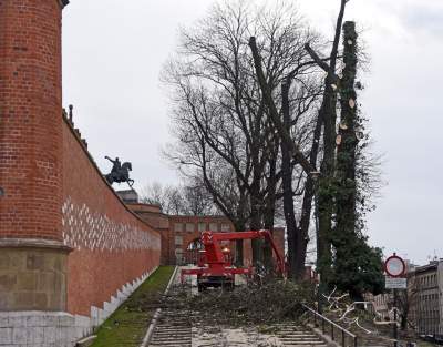 Trzy potężne drzewa pod Wawelem ścięte. Nie było innego wyjścia - zdjęcie 4