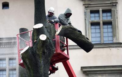 Trzy potężne drzewa pod Wawelem ścięte. Nie było innego wyjścia - zdjęcie 7