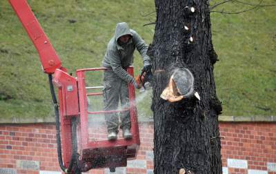 Trzy potężne drzewa pod Wawelem ścięte. Nie było innego wyjścia - zdjęcie 19