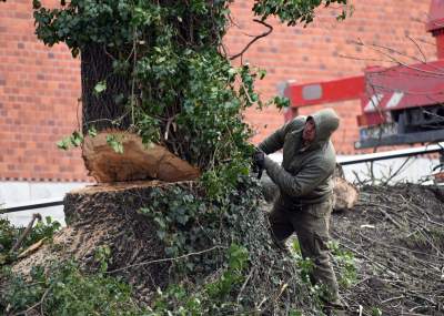 Trzy potężne drzewa pod Wawelem ścięte. Nie było innego wyjścia - zdjęcie 14