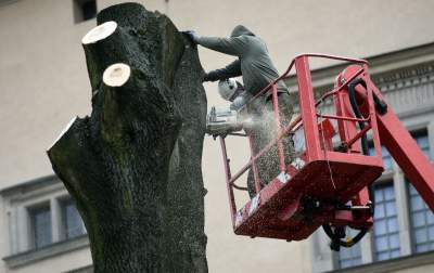Trzy potężne drzewa pod Wawelem ścięte. Nie było innego wyjścia - zdjęcie 10