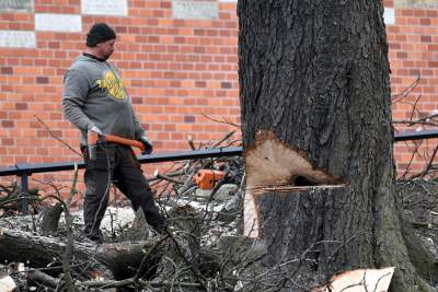 Trzy potężne drzewa pod Wawelem ścięte. Nie było innego wyjścia - zdjęcie 21