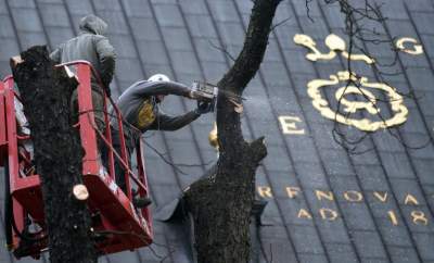 Trzy potężne drzewa pod Wawelem ścięte. Nie było innego wyjścia - zdjęcie 5