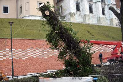 Trzy potężne drzewa pod Wawelem ścięte. Nie było innego wyjścia - zdjęcie 15