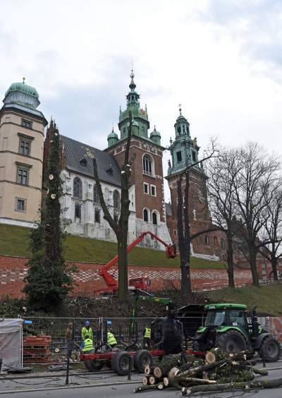 Trzy potężne drzewa pod Wawelem ścięte. Nie było innego wyjścia - zdjęcie 6