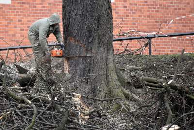 Trzy potężne drzewa pod Wawelem ścięte. Nie było innego wyjścia - zdjęcie 20