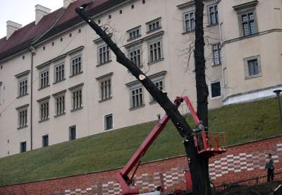 Trzy potężne drzewa pod Wawelem ścięte. Nie było innego wyjścia - zdjęcie 18