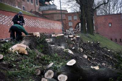 Trzy potężne drzewa pod Wawelem ścięte. Nie było innego wyjścia - zdjęcie 27