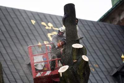 Trzy potężne drzewa pod Wawelem ścięte. Nie było innego wyjścia - zdjęcie 9