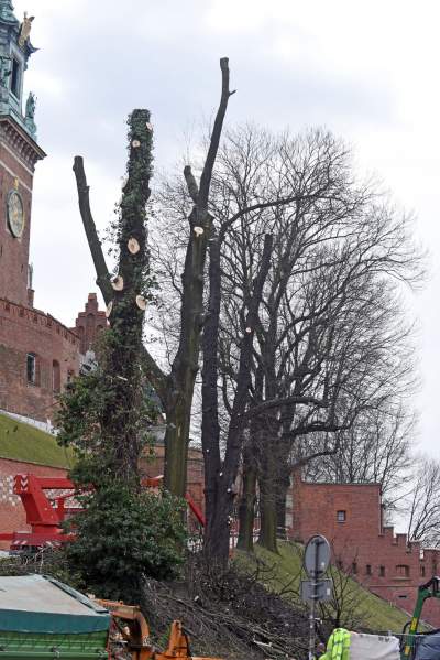 Trzy potężne drzewa pod Wawelem ścięte. Nie było innego wyjścia - zdjęcie 3