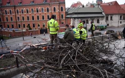 Trzy potężne drzewa pod Wawelem ścięte. Nie było innego wyjścia - zdjęcie 23