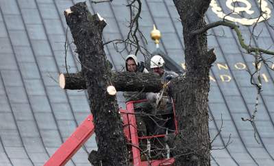 Trzy potężne drzewa pod Wawelem ścięte. Nie było innego wyjścia - zdjęcie 1