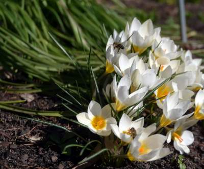 W Krakowie tutaj wiosnę znajdziecie najwcześniej, warto wpaść na chwilę - zdjęcie 3