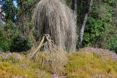 W Krakowie tutaj wiosnę znajdziecie najwcześniej, warto wpaść na chwilę - zdjęcie 36