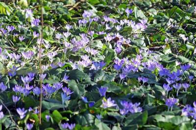 W Krakowie tutaj wiosnę znajdziecie najwcześniej, warto wpaść na chwilę - zdjęcie 39