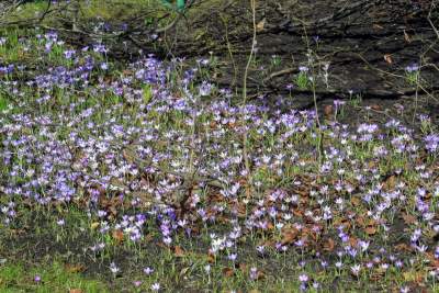 W Krakowie tutaj wiosnę znajdziecie najwcześniej, warto wpaść na chwilę - zdjęcie 19