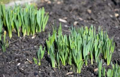 W Krakowie tutaj wiosnę znajdziecie najwcześniej, warto wpaść na chwilę - zdjęcie 12