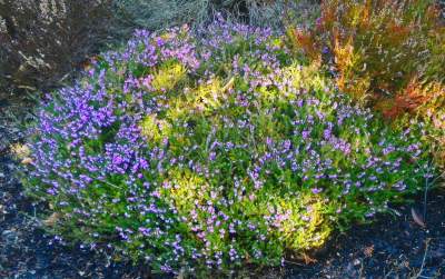 W Krakowie tutaj wiosnę znajdziecie najwcześniej, warto wpaść na chwilę - zdjęcie 31