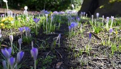 W Krakowie tutaj wiosnę znajdziecie najwcześniej, warto wpaść na chwilę - zdjęcie 2