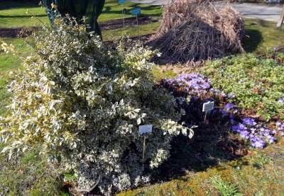 W Krakowie tutaj wiosnę znajdziecie najwcześniej, warto wpaść na chwilę - zdjęcie 8