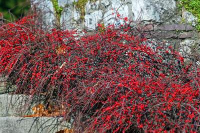W Krakowie tutaj wiosnę znajdziecie najwcześniej, warto wpaść na chwilę - zdjęcie 38