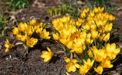 W Krakowie tutaj wiosnę znajdziecie najwcześniej, warto wpaść na chwilę - zdjęcie 4
