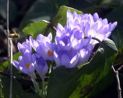 W Krakowie tutaj wiosnę znajdziecie najwcześniej, warto wpaść na chwilę - zdjęcie 37