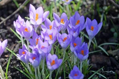 W Krakowie tutaj wiosnę znajdziecie najwcześniej, warto wpaść na chwilę - zdjęcie 40