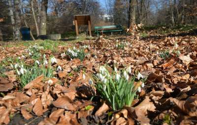 W Krakowie tutaj wiosnę znajdziecie najwcześniej, warto wpaść na chwilę - zdjęcie 21