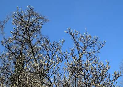 W Krakowie tutaj wiosnę znajdziecie najwcześniej, warto wpaść na chwilę - zdjęcie 11
