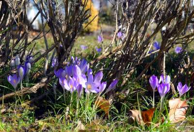 W Krakowie tutaj wiosnę znajdziecie najwcześniej, warto wpaść na chwilę - zdjęcie 9