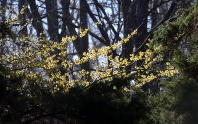 W Krakowie tutaj wiosnę znajdziecie najwcześniej, warto wpaść na chwilę - zdjęcie 27