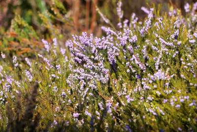 W Krakowie tutaj wiosnę znajdziecie najwcześniej, warto wpaść na chwilę - zdjęcie 34