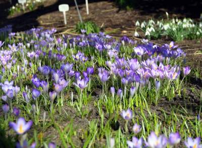 W Krakowie tutaj wiosnę znajdziecie najwcześniej, warto wpaść na chwilę - zdjęcie 5