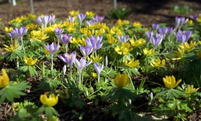 W Krakowie tutaj wiosnę znajdziecie najwcześniej, warto wpaść na chwilę - zdjęcie 1