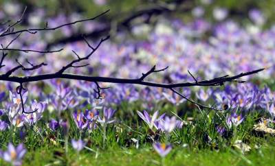 W Krakowie tutaj wiosnę znajdziecie najwcześniej, warto wpaść na chwilę - zdjęcie 15