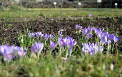 W Krakowie tutaj wiosnę znajdziecie najwcześniej, warto wpaść na chwilę - zdjęcie 10