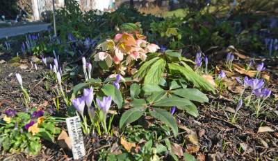 W Krakowie tutaj wiosnę znajdziecie najwcześniej, warto wpaść na chwilę - zdjęcie 6