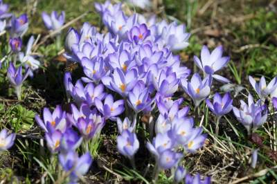 W Krakowie tutaj wiosnę znajdziecie najwcześniej, warto wpaść na chwilę - zdjęcie 35